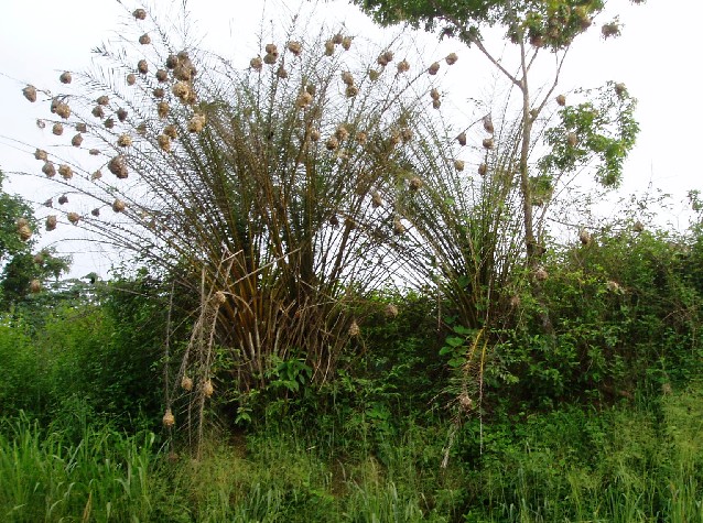 Weaver bird nests (photo: Njei, M.T)